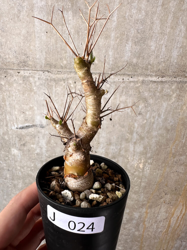 【現品限り】オトンナ・ユーフォルビオイデス【J24】 Othonna euphorbioides