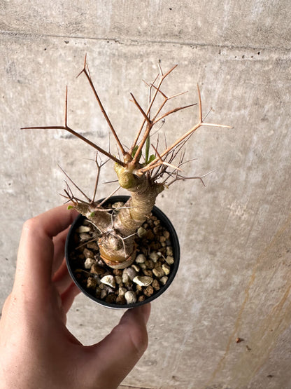 【現品限り】オトンナ・ユーフォルビオイデス【J24】 Othonna euphorbioides