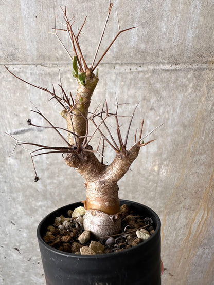 【現品限り】オトンナ・ユーフォルビオイデス【J24】 Othonna euphorbioides