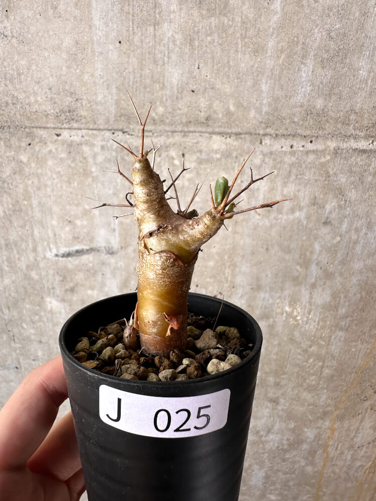 【現品限り】オトンナ・ユーフォルビオイデス【J25】 Othonna euphorbioides