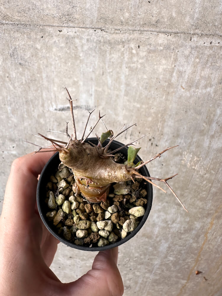 【現品限り】オトンナ・ユーフォルビオイデス【J25】 Othonna euphorbioides