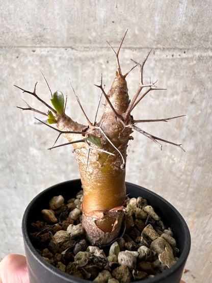 【現品限り】オトンナ・ユーフォルビオイデス【J25】 Othonna euphorbioides