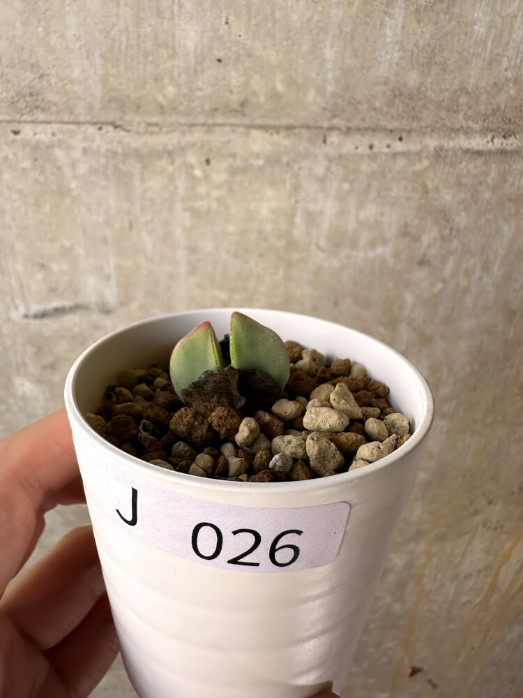【現品限り】コノフィツム・レガレ SB793【J26】 Conophytum regale
