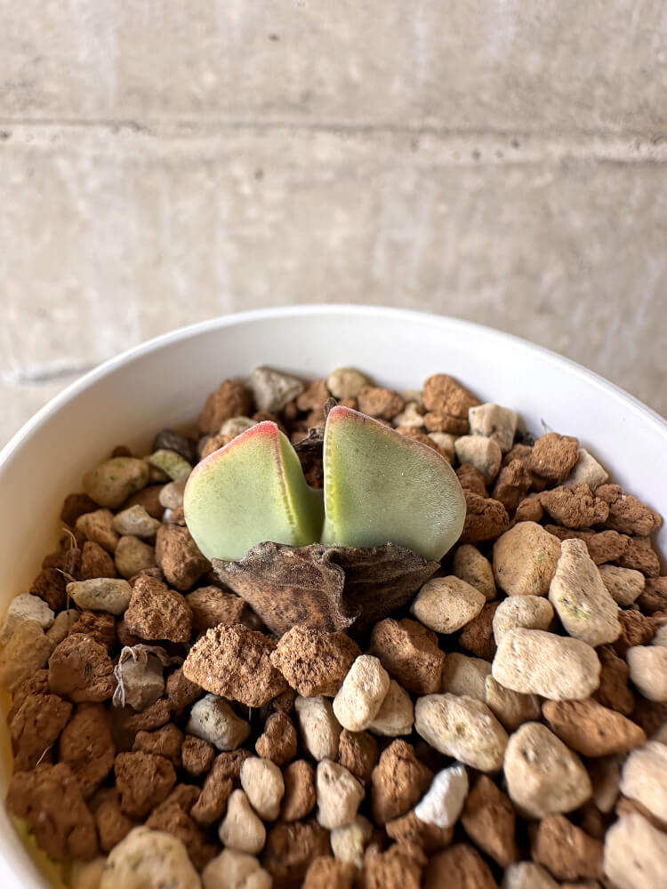 【現品限り】コノフィツム・レガレ SB793【J26】 Conophytum regale