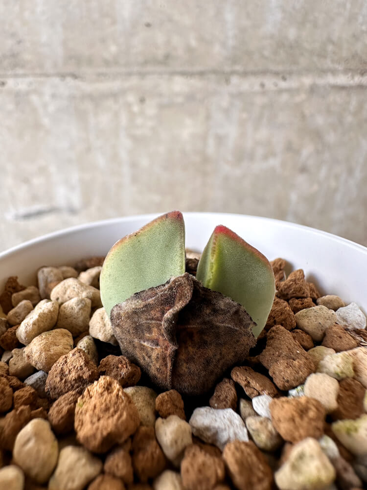 【現品限り】コノフィツム・レガレ SB793【J26】 Conophytum regale