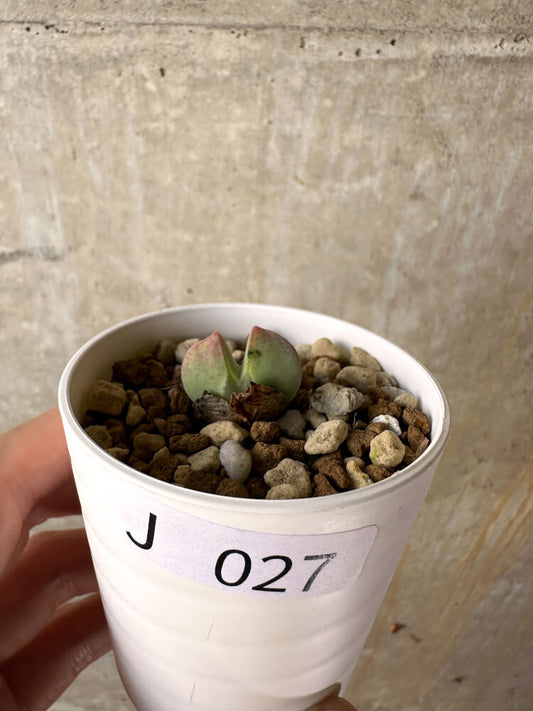 【現品限り】コノフィツム・レガレ SB793【J27】 Conophytum regale