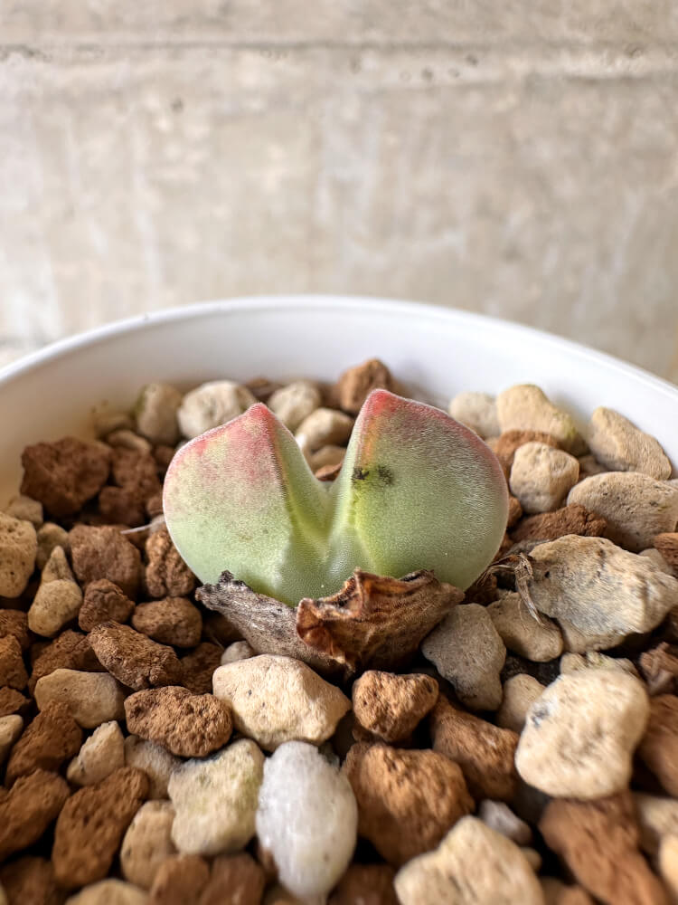 【現品限り】コノフィツム・レガレ SB793【J27】 Conophytum regale