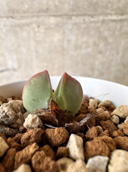 【現品限り】コノフィツム・レガレ SB793【J27】 Conophytum regale