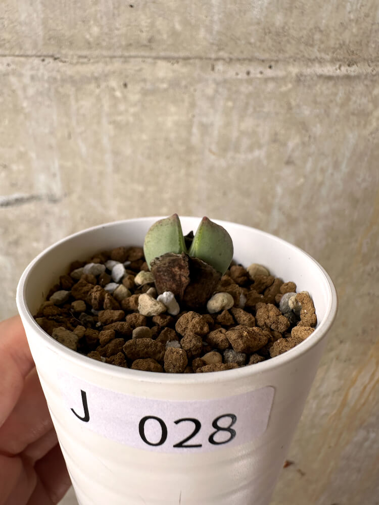 【現品限り】コノフィツム・レガレ SB793【J28】 Conophytum regale