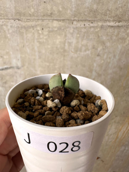 【現品限り】コノフィツム・レガレ SB793【J28】 Conophytum regale