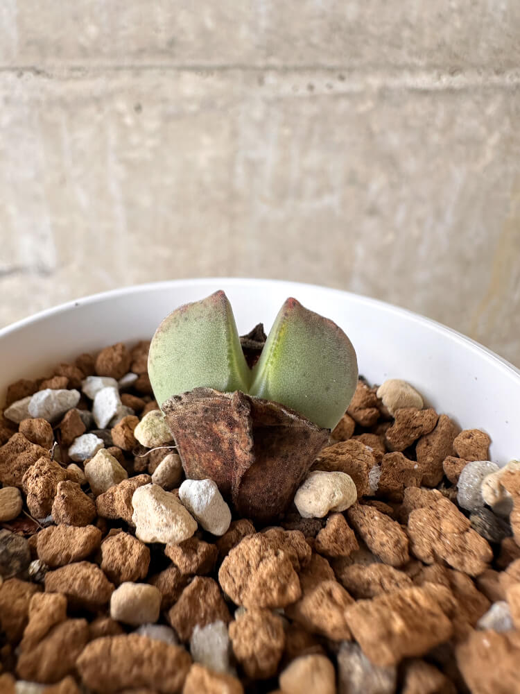 【現品限り】コノフィツム・レガレ SB793【J28】 Conophytum regale