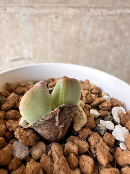 【現品限り】コノフィツム・レガレ SB793【J28】 Conophytum regale