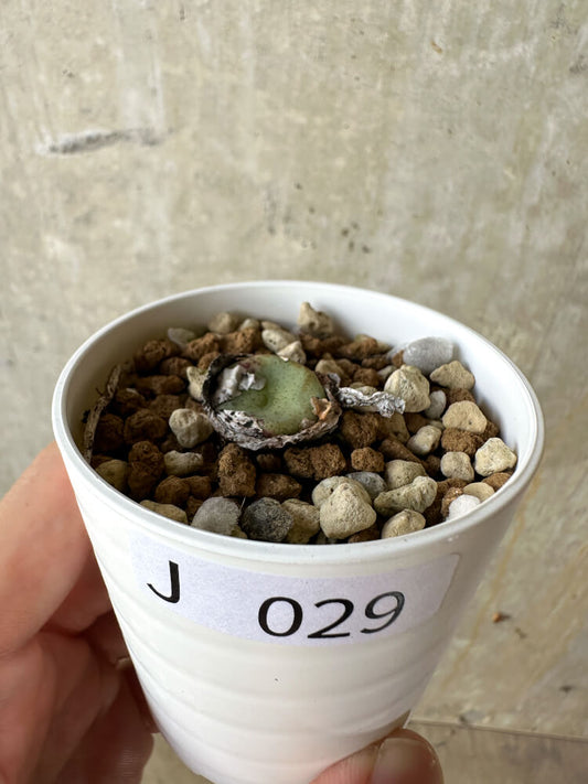 【現品限り】コノフィツム・クラテリフォルメ【J29】 Conophytum crateriforme