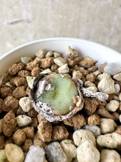 【現品限り】コノフィツム・クラテリフォルメ【J29】 Conophytum crateriforme