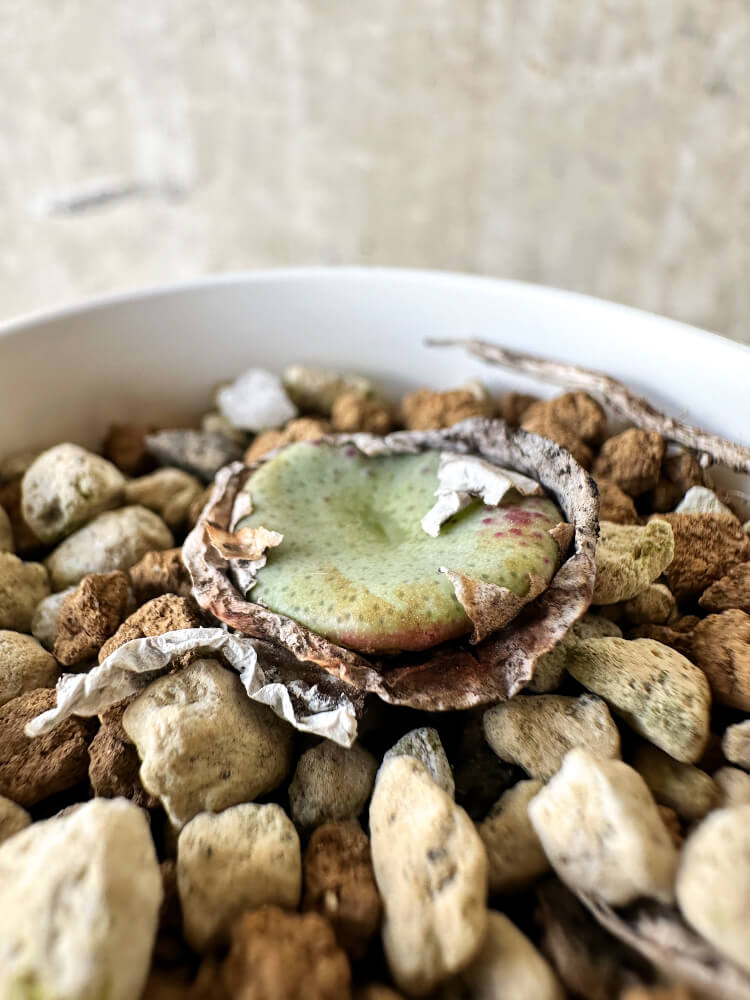 【現品限り】コノフィツム・クラテリフォルメ【J29】 Conophytum crateriforme