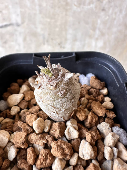 【現品限り】ペラルゴニウム【J2】 Pelargonium ferulaceum