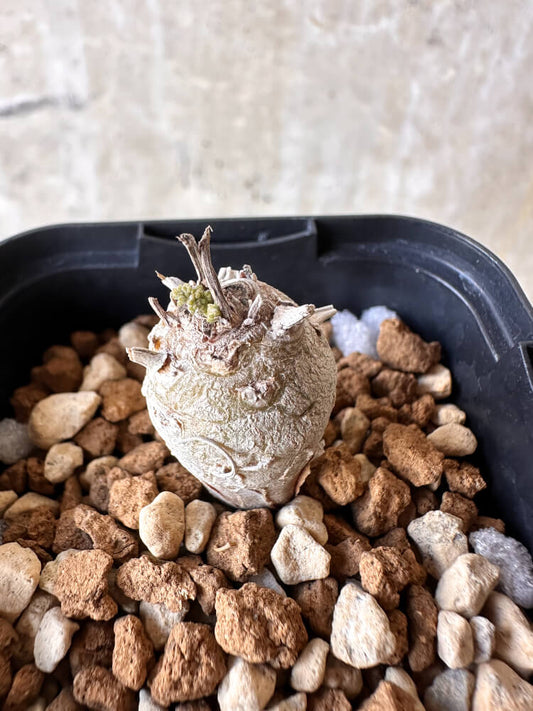 【現品限り】ペラルゴニウム【J2】 Pelargonium ferulaceum