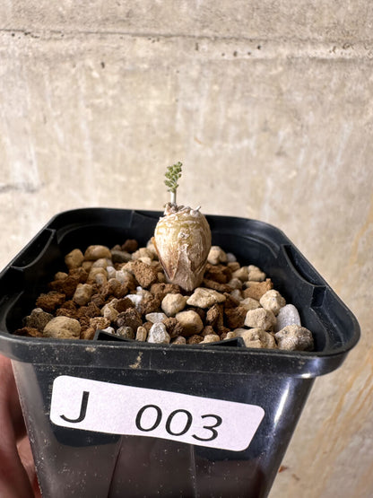 【現品限り】ペラルゴニウム【J3】 Pelargonium ferulaceum