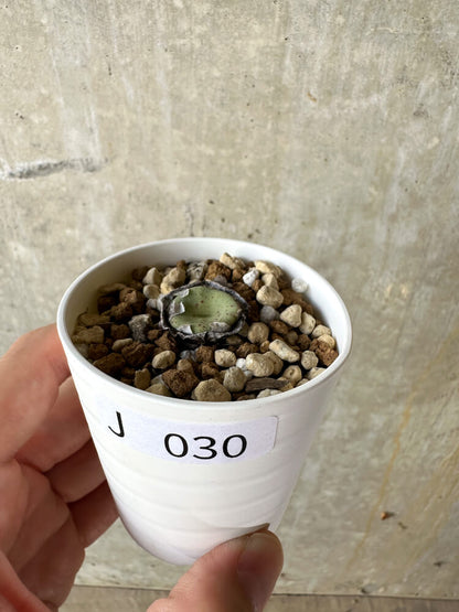 【現品限り】コノフィツム・クラテリフォルメ【J30】 Conophytum crateriforme