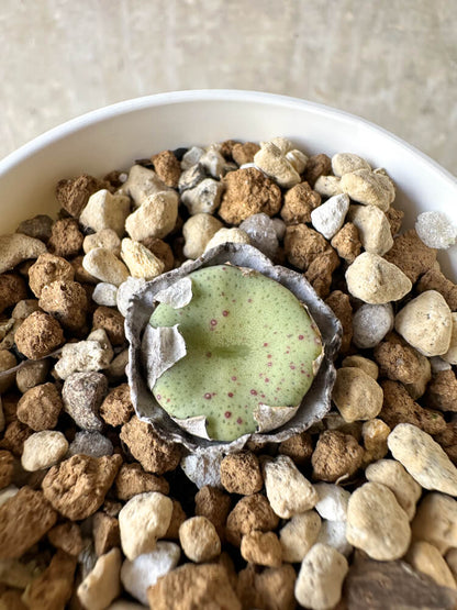 【現品限り】コノフィツム・クラテリフォルメ【J30】 Conophytum crateriforme