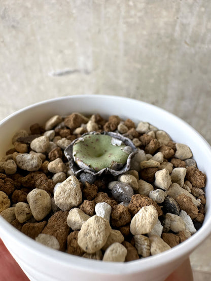 【現品限り】コノフィツム・クラテリフォルメ【J30】 Conophytum crateriforme