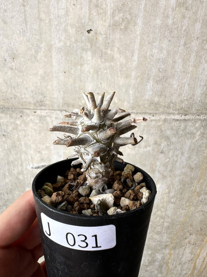 【現品限り】チレコドン・ワリチー【J31】 Tylecodon wallichii