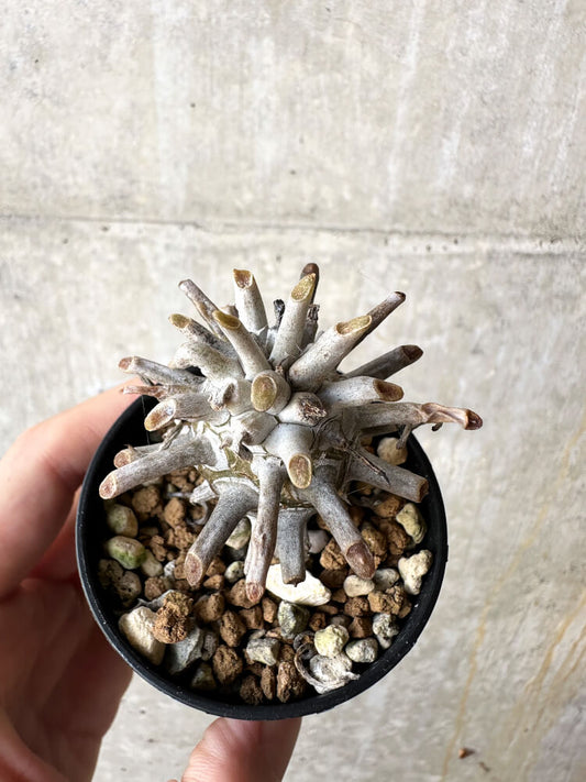 【現品限り】チレコドン・ワリチー【J31】 Tylecodon wallichii