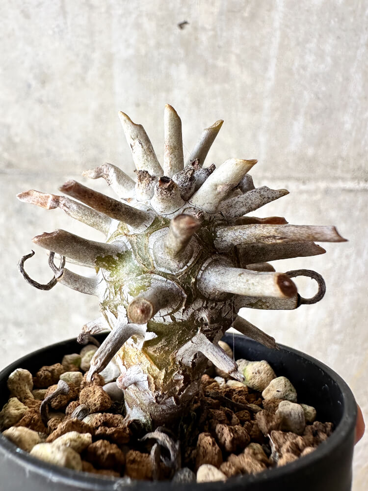 【現品限り】チレコドン・ワリチー【J31】 Tylecodon wallichii