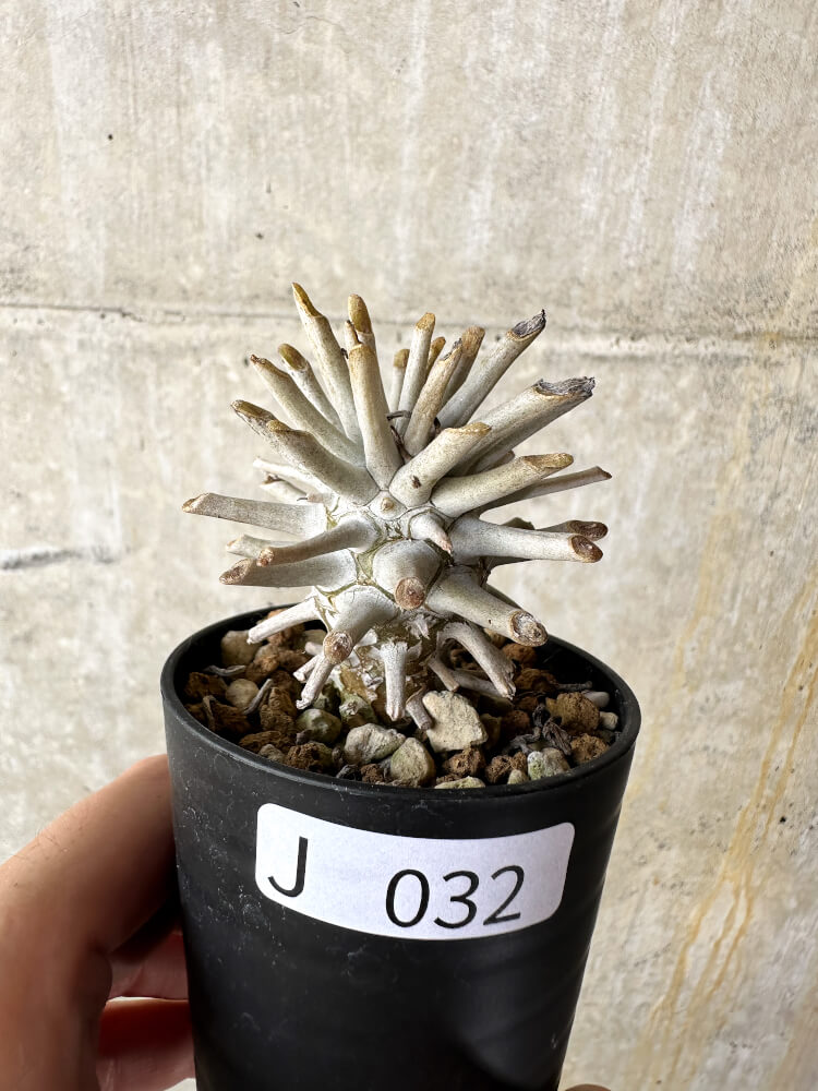 【現品限り】チレコドン・ワリチー【J32】 Tylecodon wallichii