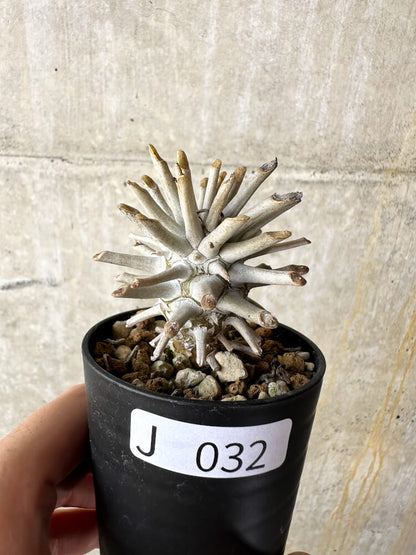 【現品限り】チレコドン・ワリチー【J32】 Tylecodon wallichii