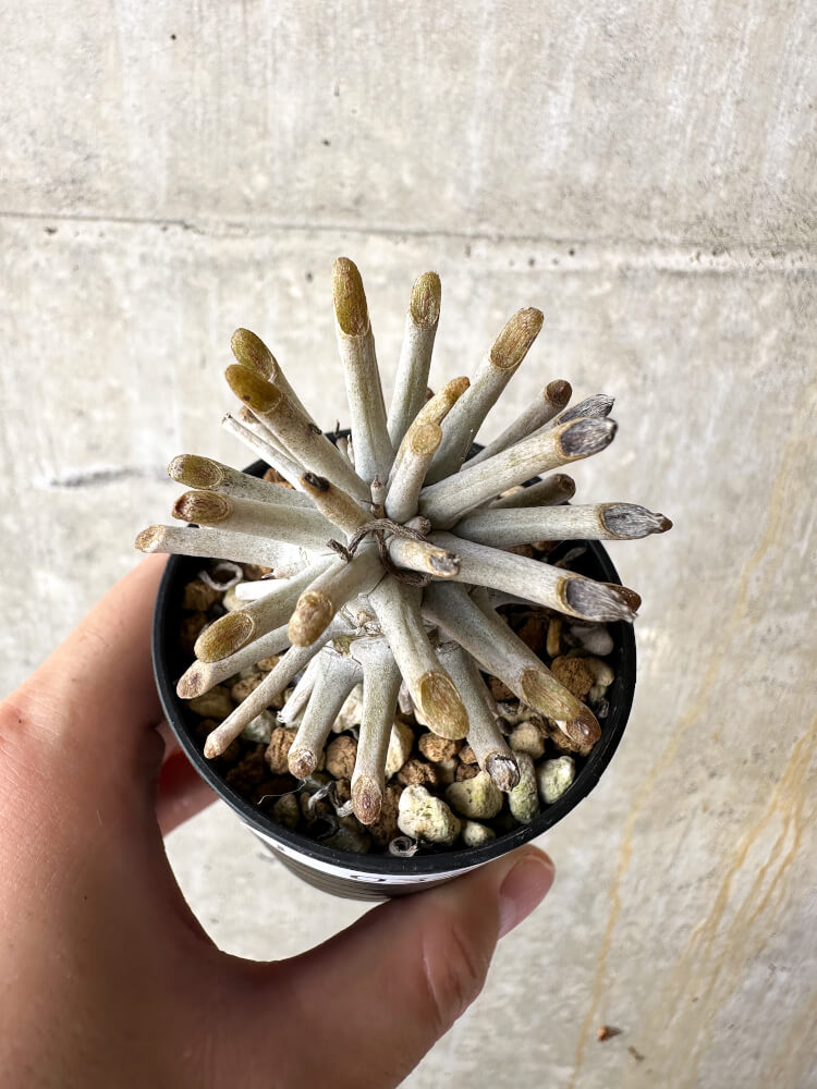 【現品限り】チレコドン・ワリチー【J32】 Tylecodon wallichii