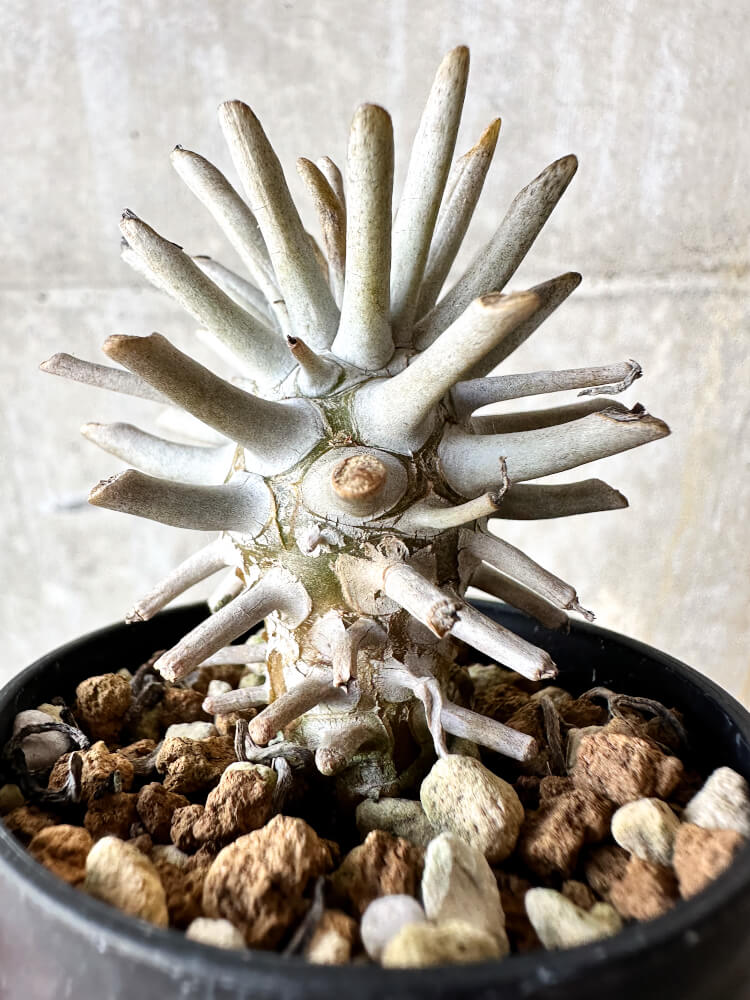 現品限り】チレコドン・ワリチー【J32】 Tylecodon wallichii 塊根植物