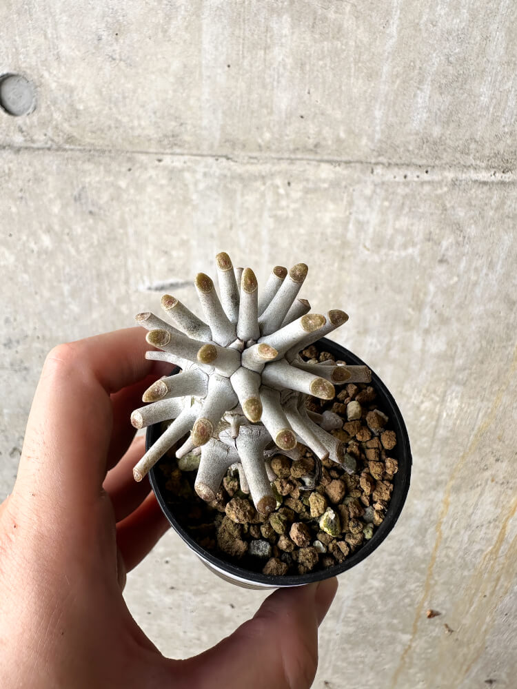 現品限り】チレコドン・ワリチー【J34】 Tylecodon wallichii 塊根植物