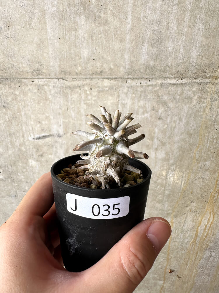 【現品限り】チレコドン・ワリチー【J35】 Tylecodon wallichii