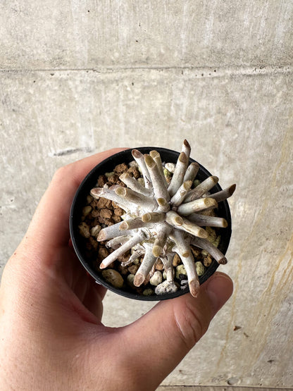 【現品限り】チレコドン・ワリチー【J35】 Tylecodon wallichii