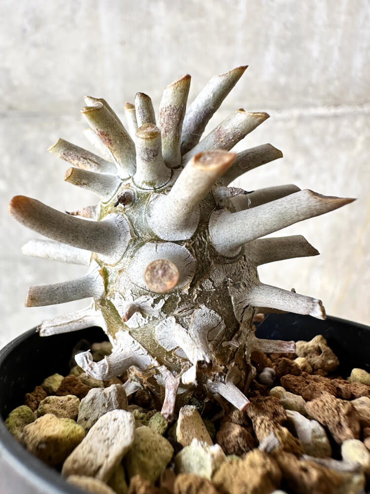 【現品限り】チレコドン・ワリチー【J35】 Tylecodon wallichii