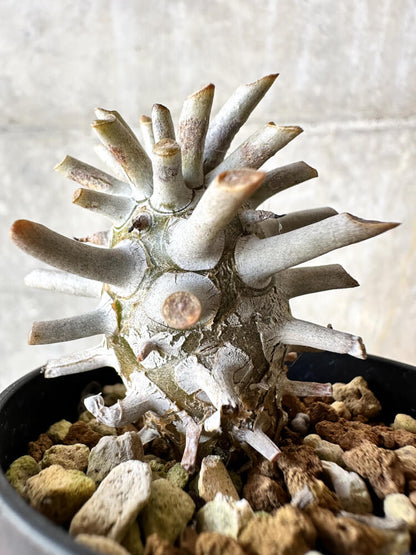 【現品限り】チレコドン・ワリチー【J35】 Tylecodon wallichii