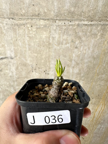 【現品限り】チレコドン・フィロポディウム【J36】 Tylecodon reticulatus ssp phyllopodium