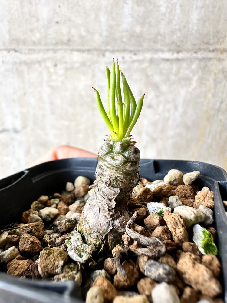 【現品限り】チレコドン・フィロポディウム【J36】 Tylecodon reticulatus ssp phyllopodium