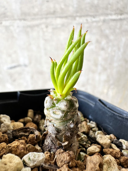 【現品限り】チレコドン・フィロポディウム【J36】 Tylecodon reticulatus ssp phyllopodium