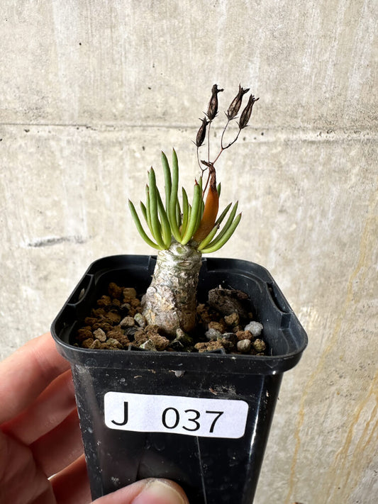 【現品限り】チレコドン・フィロポディウム【J37】 Tylecodon reticulatus ssp phyllopodium