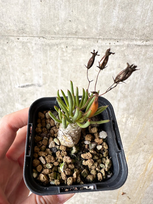 【現品限り】チレコドン・フィロポディウム【J37】 Tylecodon reticulatus ssp phyllopodium