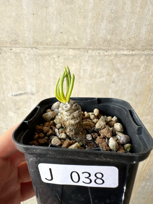 【現品限り】チレコドン・フィロポディウム【J38】 Tylecodon reticulatus ssp phyllopodium