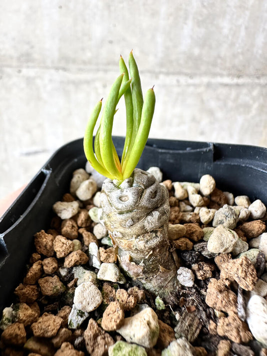 【現品限り】チレコドン・フィロポディウム【J38】 Tylecodon reticulatus ssp phyllopodium