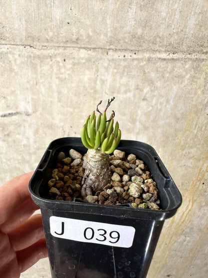 【現品限り】チレコドン・フィロポディウム【J39】 Tylecodon reticulatus ssp phyllopodium
