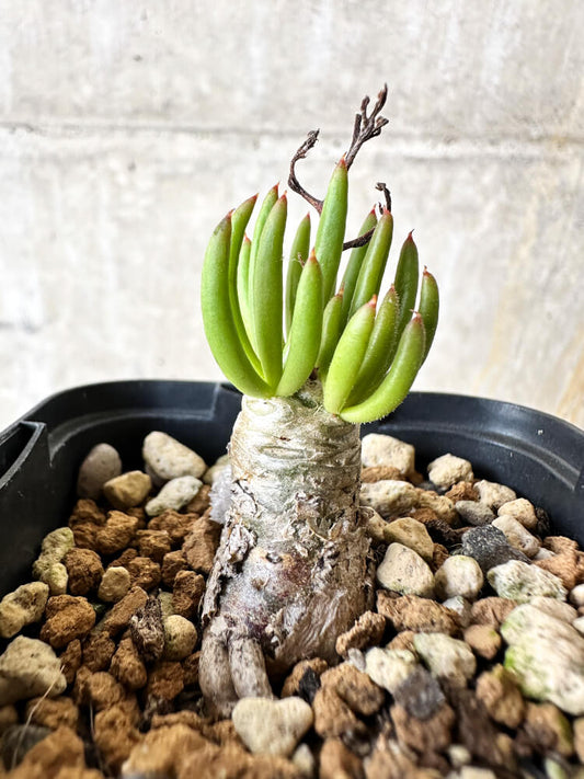 【現品限り】チレコドン・フィロポディウム【J39】 Tylecodon reticulatus ssp phyllopodium