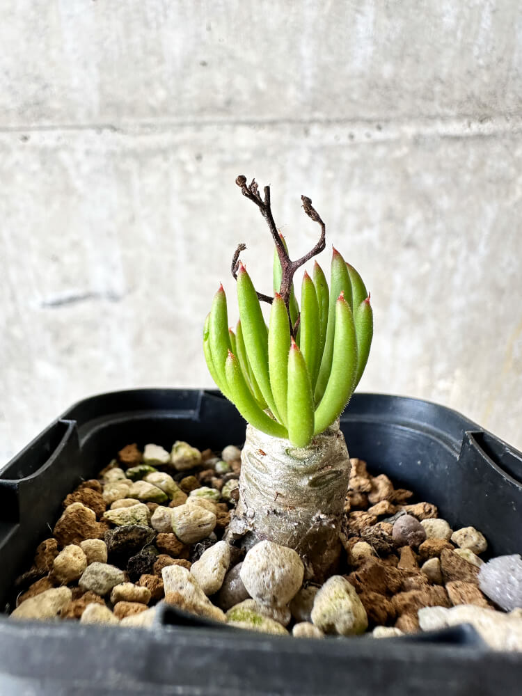 【現品限り】チレコドン・フィロポディウム【J39】 Tylecodon reticulatus ssp phyllopodium