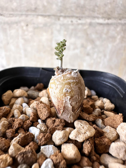 【現品限り】ペラルゴニウム【J3】 Pelargonium ferulaceum