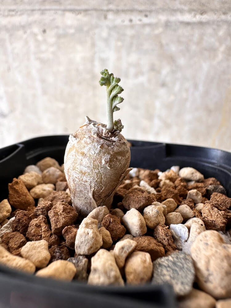 【現品限り】ペラルゴニウム【J3】 Pelargonium ferulaceum