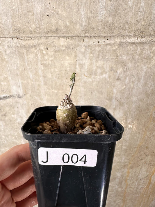 【現品限り】ペラルゴニウム【J4】 Pelargonium ferulaceum